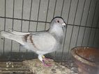 silver racing pigeon. (male)