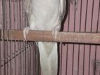 Silver Ringneck Parrot Female