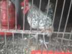 Silver sebright male সিলভার সেব্রাইট মেল