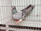 Silver Vaga Nor