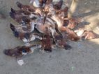 সিনা হাঁসের বাচ্চা