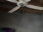 fan for sell