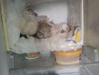 Singer Fridge