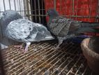 Single cross baccha