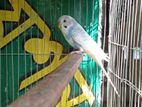 Single Dome Pied Male