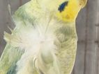 Bird for sale