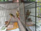 single red factor pineapple conure running pair