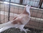 সিরাজি বেবি ১ পিচ