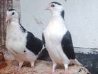 সিরাজি কবুতর 🔲🔲black and white colour Bird