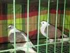 সিরাজি কবুতর