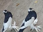 সিরাজি কবুতর