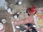 সিরাজি কবুতর, গিরিবাজ গিয়া চুন্নি কবুতর।