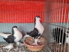 সিরাজি কবুতর (lahore Pigeon)