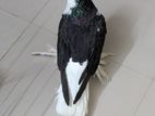 সিরাজি নর (adult)