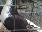 সিরাজী ১ টা মাদি কবুতর