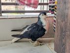 সিরাজী মাদী