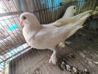 সিরাজী সাদা