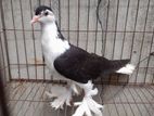 Siraji kobutor 2 por