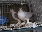 Siraji Pigeon | সিরাজি কবুতর