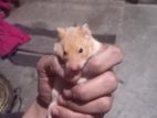 Siriyan Hamsters