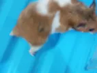 সিরিয়ান Hamster