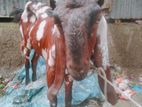 sirohi gujri sagol