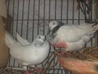 Kobotor for sell