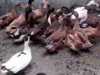 সখের হাস বিক্রি