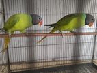 slaty headed parrot bonding pair
