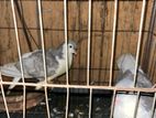 Sliver Shiraji for sell