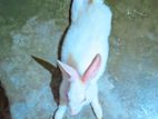 Rabbit for sell