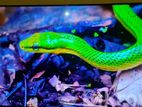Xiaomi Led Tv For Sale