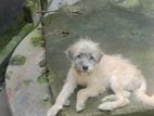 Small breed Lhasa Apso