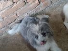 Small breed Lhasa Apso