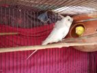 Bird for sale