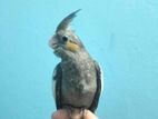 সম্পূর্ণ শিকারী ককাটেল (কাকাতুয়া) পাখি । Full tame cocatail bird
