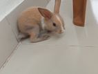 Rabbit for sell