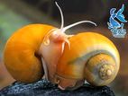 Snail (Apple Snail) শামুক