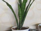Snake plant Air purifier indoor