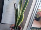 snake plant