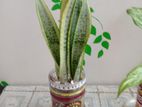 Snake Plant