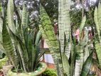 Snake Plant