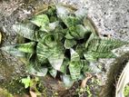 Snake Plant