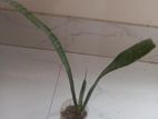 Snake Plant for SALE