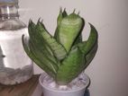 Snake Plant
