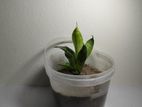snake plant 🐉🌱