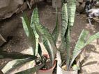 snake plant