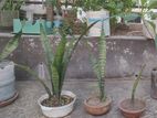 Snake plant indoor