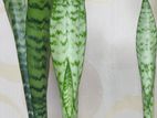 Snake plant indoor oxygen