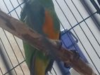 Snegal Parrot Pair